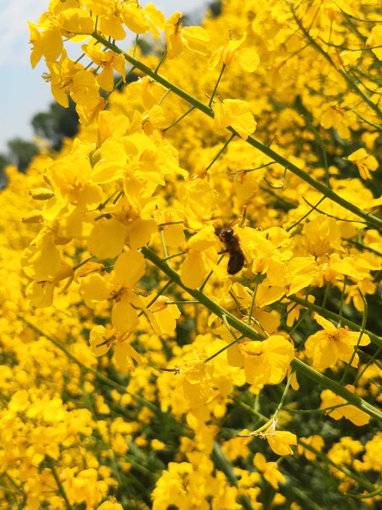 Pszczoły zbierające nektar z kwiatów rzepaku