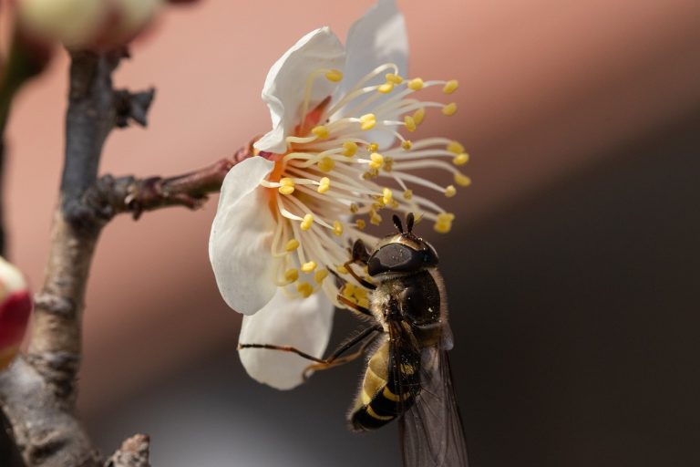 Jak pszczoły robią miód? Nie tylko z nektaru.