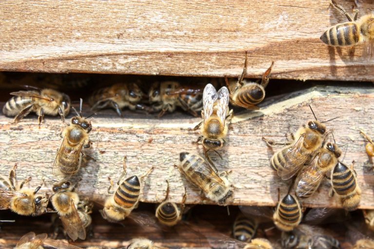Większość hodowlanych gatunków pszczół nie jest agresywna.