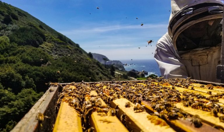 Pszczoły robią miód w ulu i dlatego w nim brzęczy.