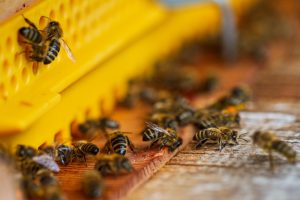 Jaki pożytek z pszczół mają ludzie?