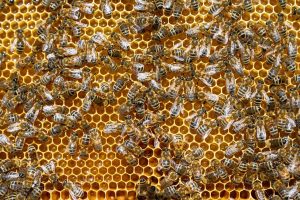 Jak pszczoły robią miód? 7 faktów i mitów.