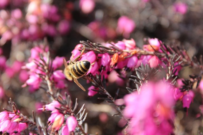 Pszczoła zbierająca nektar na miód wrzosowy