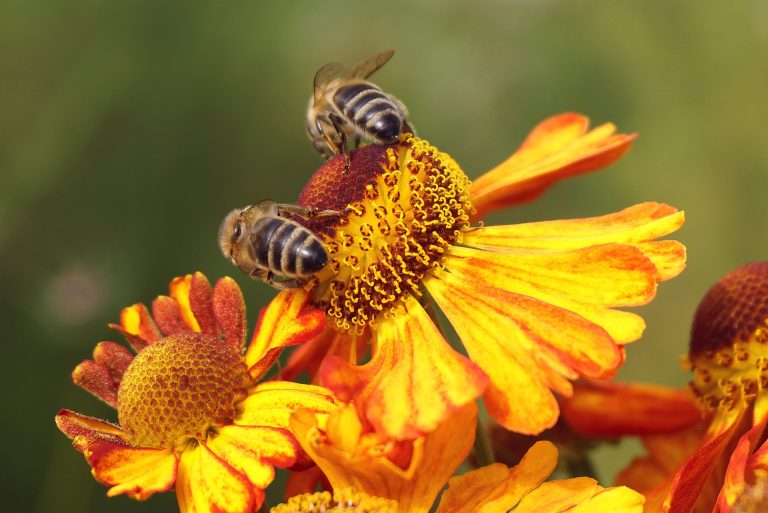 Pszczoły zapylają większość roślin, z których produkujemy żywność na całym świecie.